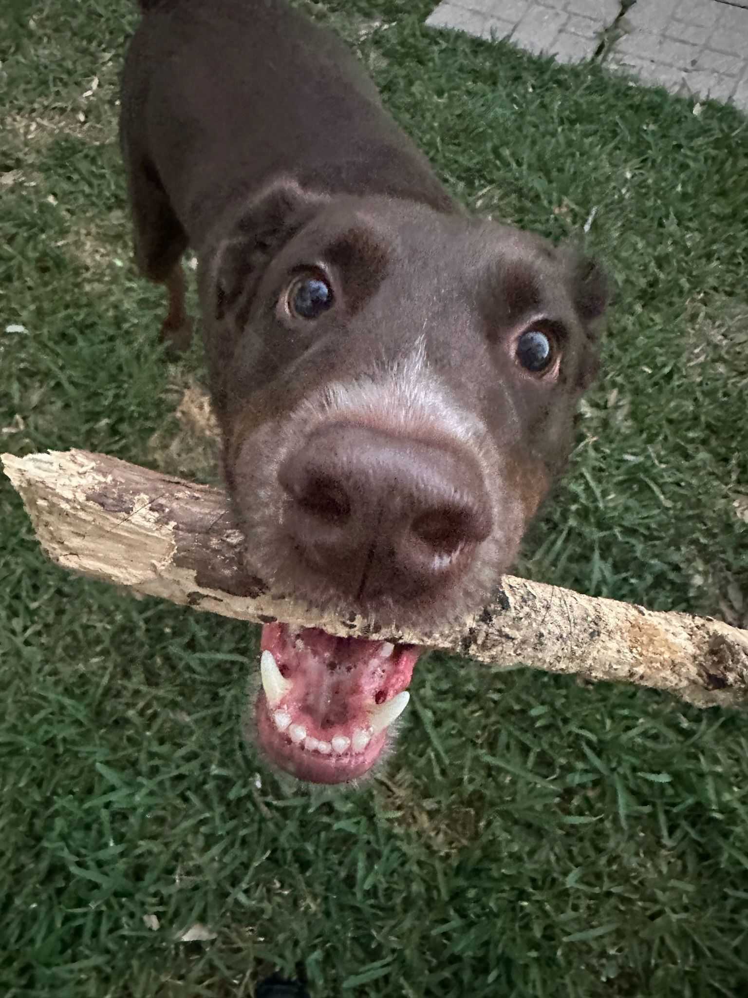 Pet sitting Sarasota